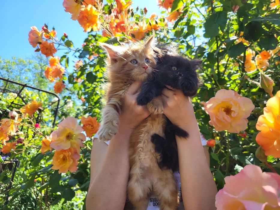 Шикарные котята Мейн-кун,питомник