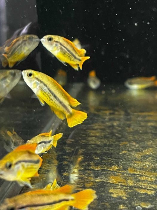 Kakadu Orange - SKALMAR Sklep Akwarysty