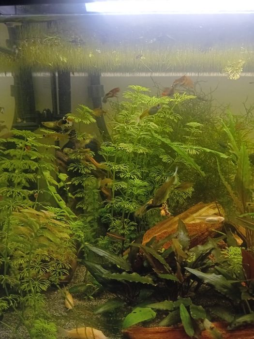 Vários guppies machos e fêmeas