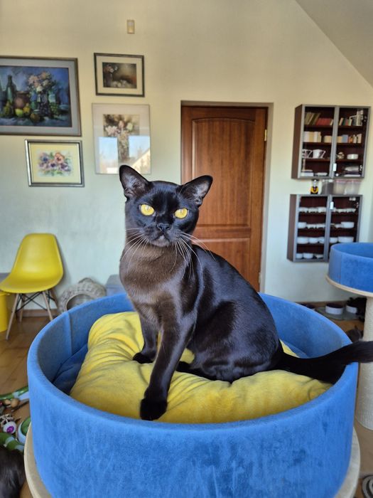 sobolowy kocurek burmski (burmański)