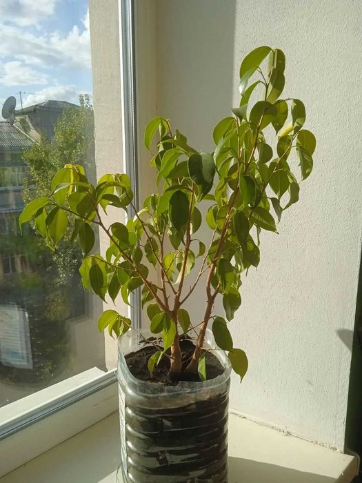 Продам фикус Бенджамина светлолистый