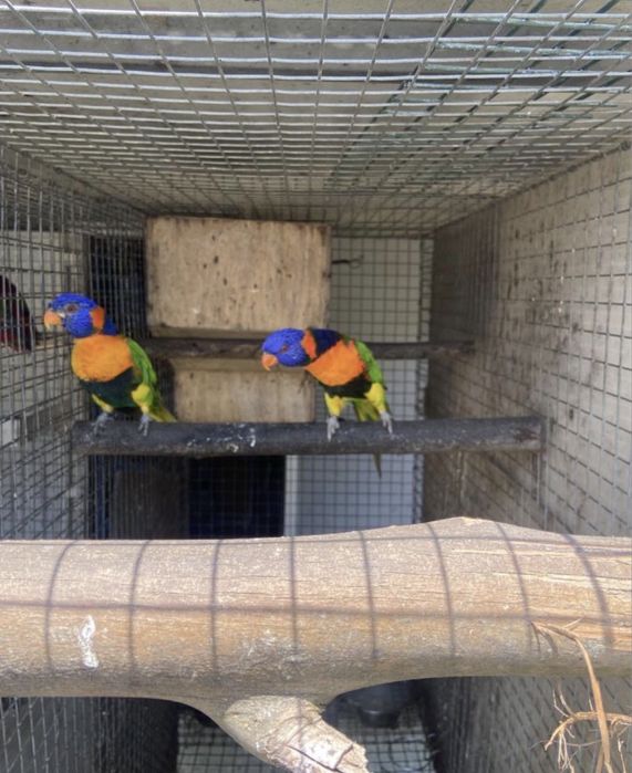 Trichoglossus rubritorquis