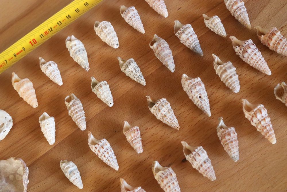 Conjunto 32 búzios e 3 conchas