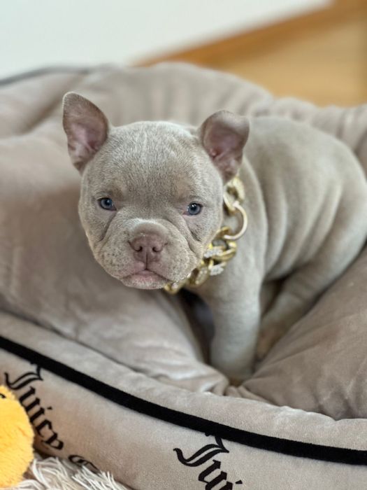 Американський буллі покет лілова