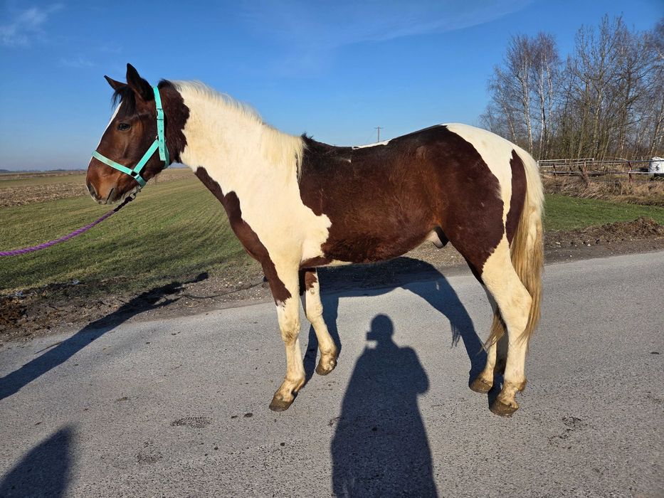 !Ogierek gniadosrokaty 2 lata!