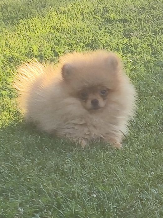Szpic miniaturowy Pomeranian  chłopak