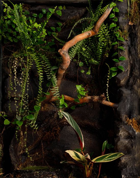 Terrarium tropikalne wyprzedaż 60x40x100