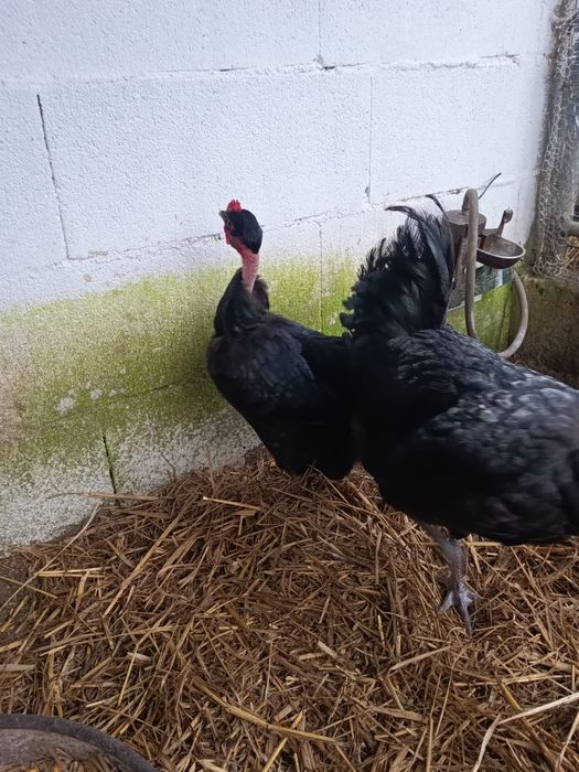 Vendo ovos fecundados de galinhas de raça