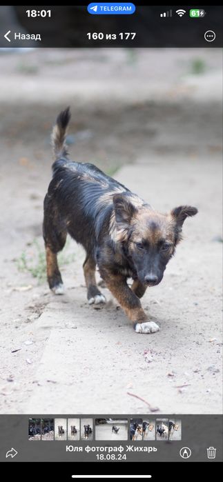 Стерилизованая девочка 11 месяцев Майя