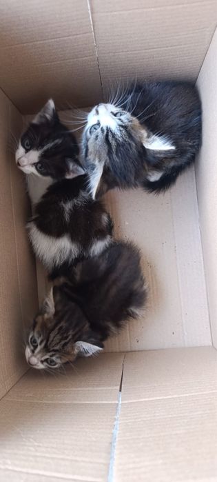 Gatinhos para ADOÇÃO