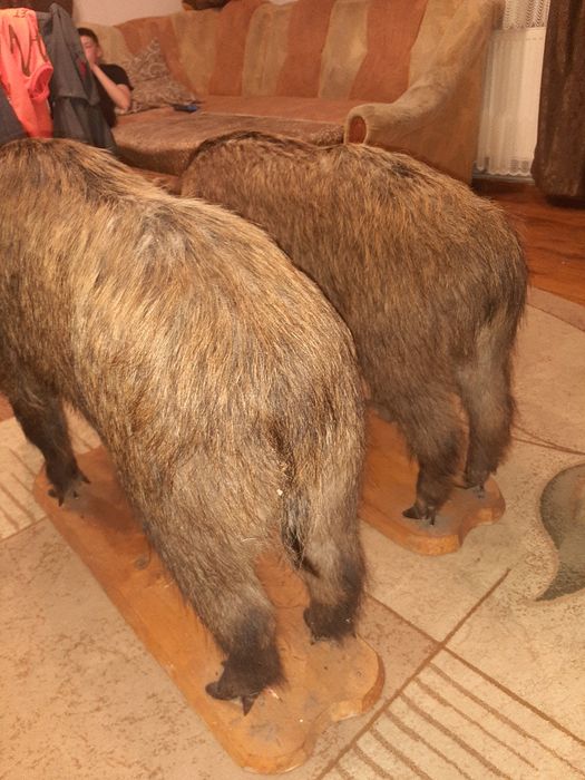 Два штучних кабана Можна по торгуватись