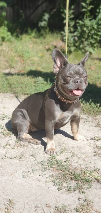 Продам щенков французского бульдога