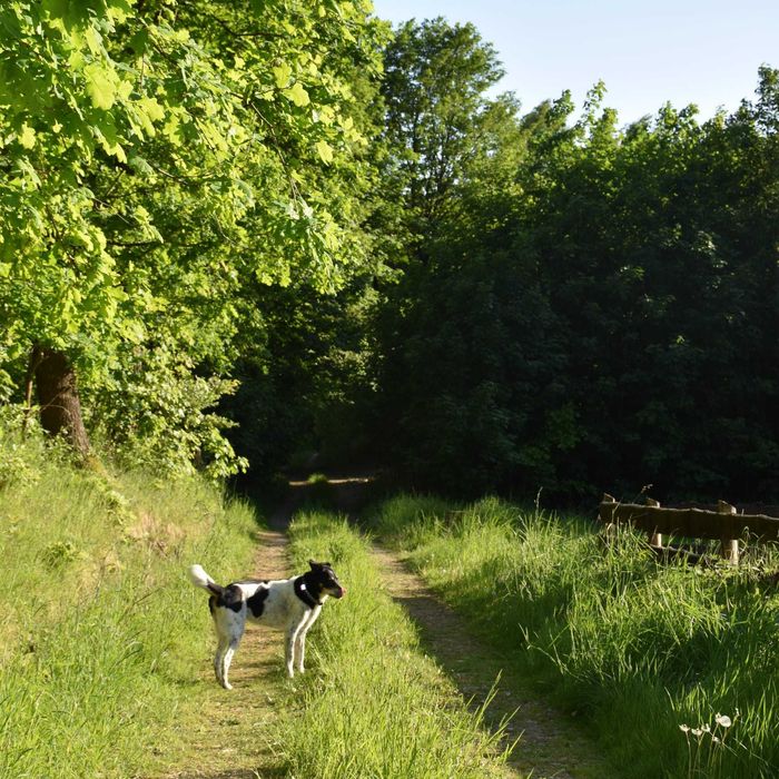 Święta w lesie, 2h od Szczecina. Jelenino Domek nad jeziorem
