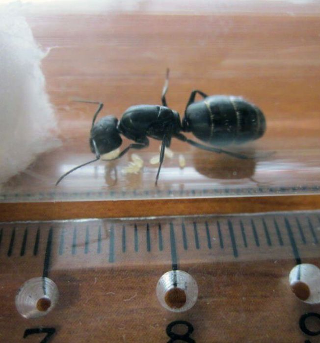 Муравьи-древоточцы Camponotus vagus // муравьи для муравьиной фермы // муравьи для новичков