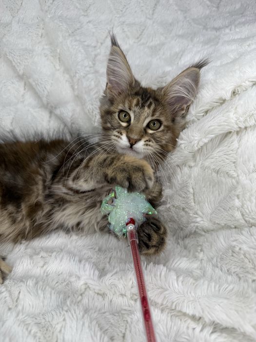 Kotka  Maine Coon Felis/FiFe