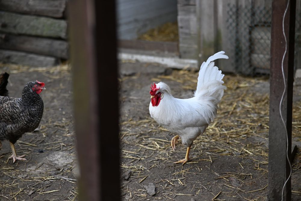 Piękny kogut zmieni kurnik