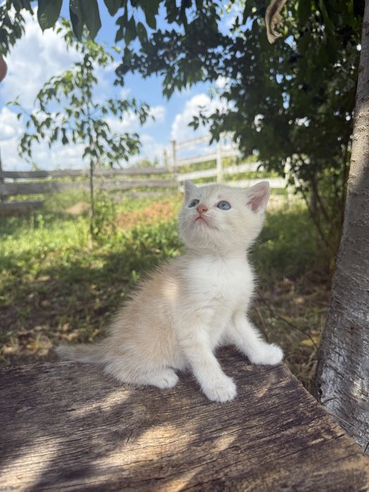 Котенятко шукає люблячу сімʼю