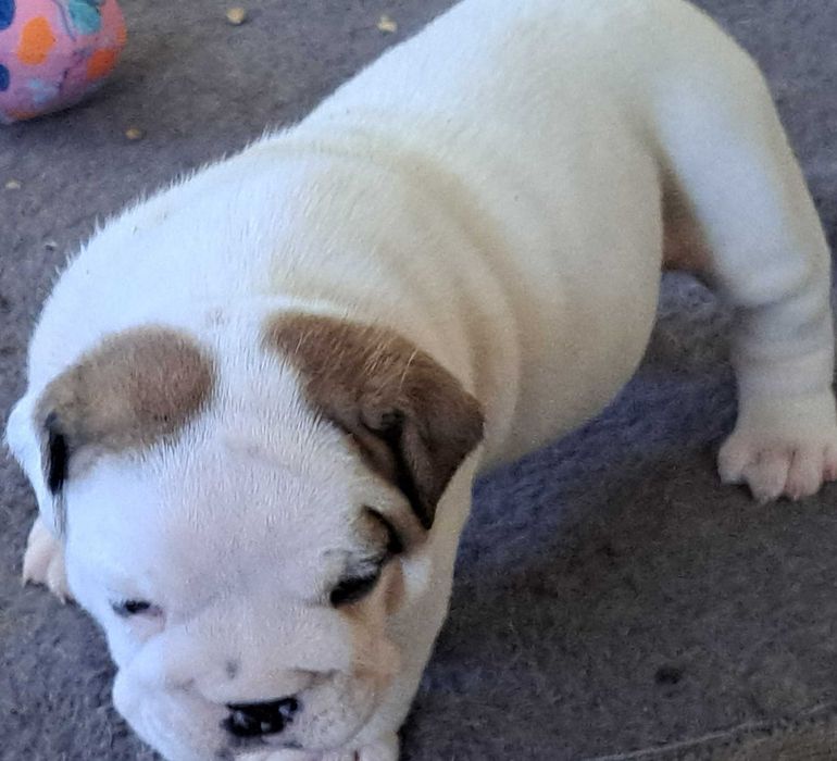 Buldog angielski FCI suczka