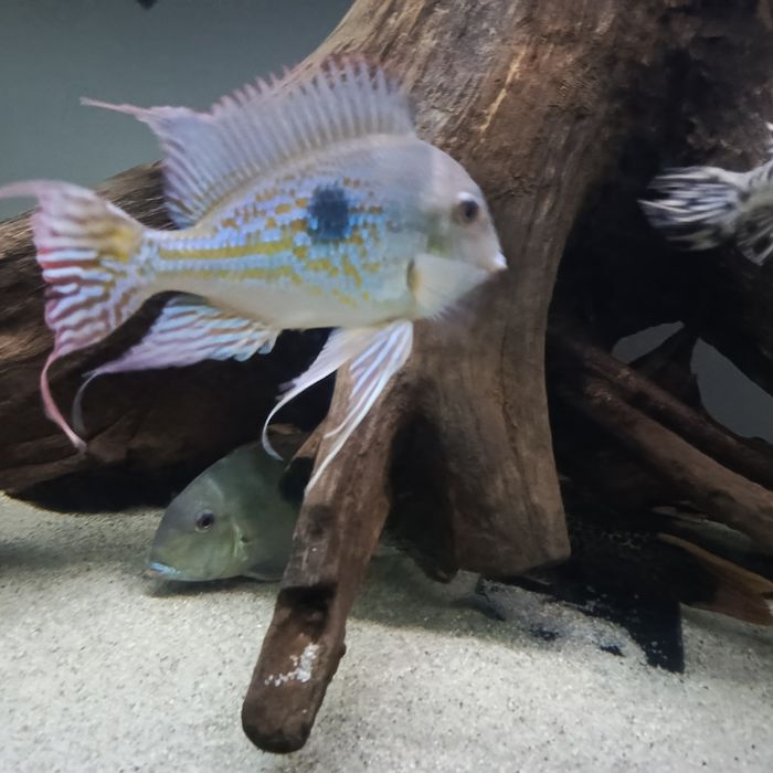 Ziemioiady pielegnice cichla vieje akcesoria akwarium akwarystyka
