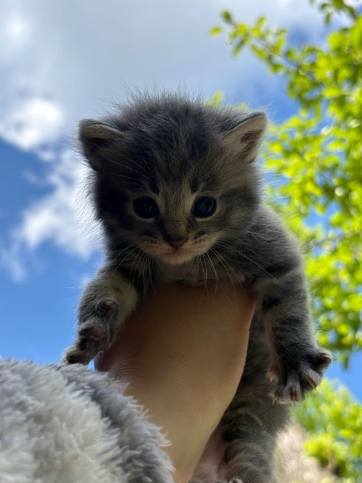 Котенята безкоштовно
