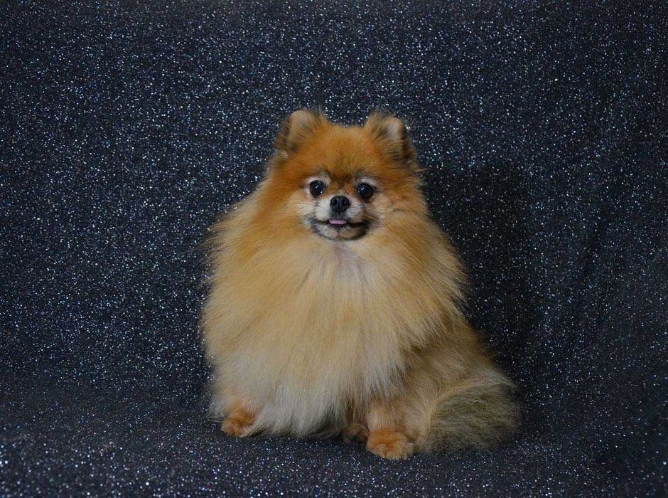 Риженька дівчинка померашка