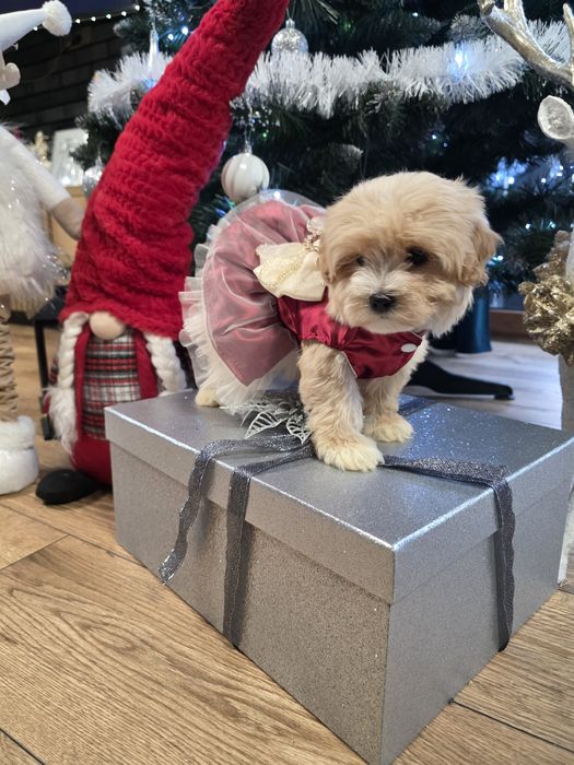 Maltipoo maleńka urocza sunieczka po mini rodzicach.