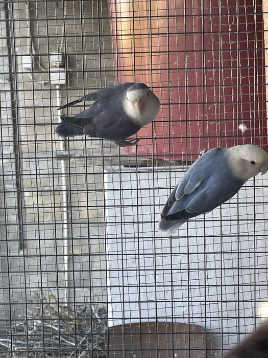 casal agapornis roseicollis