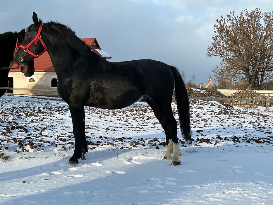 Ogier śląski z czerwca 2023