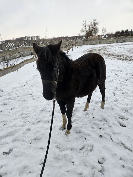 Koń, kuc, kucyk, hucuł