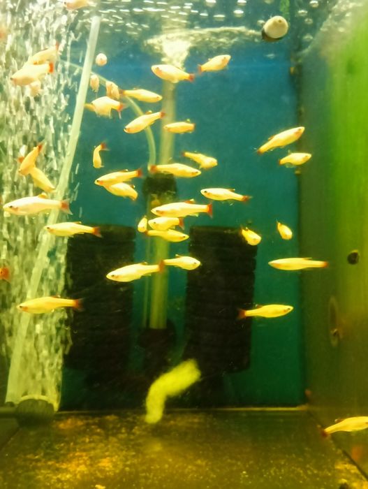 Neon innesa XL, czarny, czerwony, rodostomus, kardynałek itp