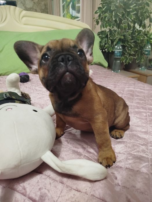 Чудесный ласковый малыш французик