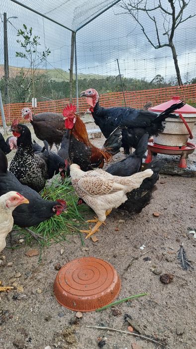 Vendo 3 casais de perús de várias cores