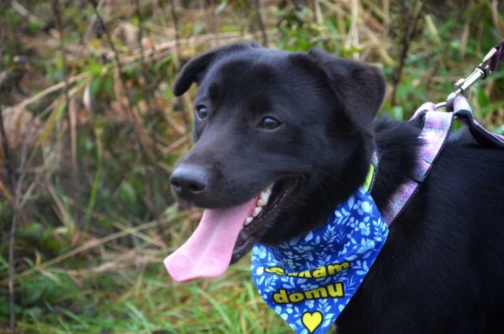 Nero - radosny psi brunecik szuka nowej rodziny! :)