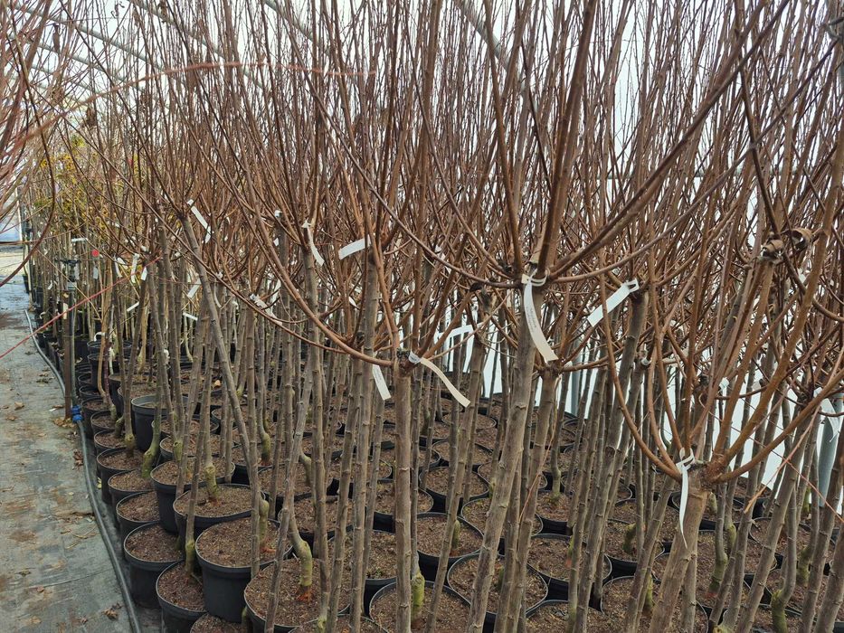 Migdałek trójklapowy szczepiony na pniu