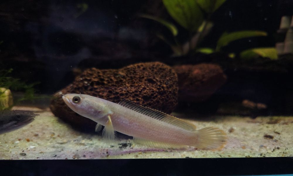 Channa limbata (Wężogłów)