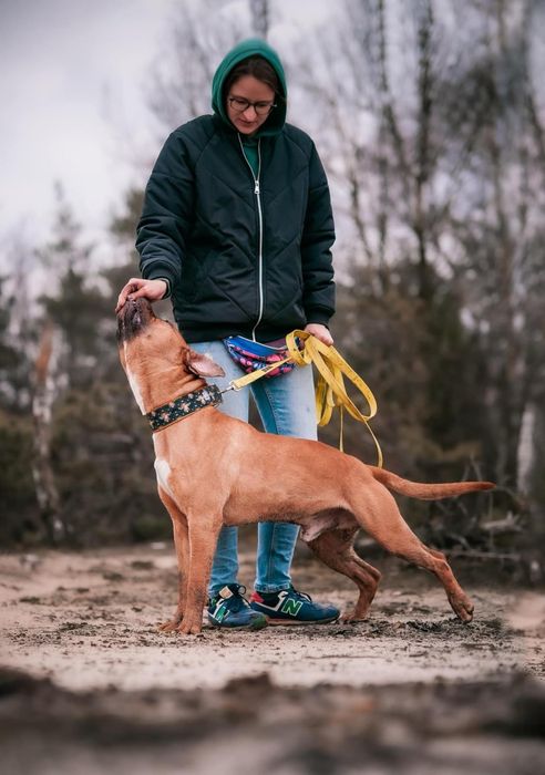 Pies do adopcji. Ttb do adopcji. Psiak szuka domu. Clyde szuka domu