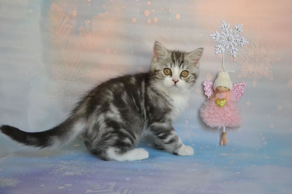 Scottish Straight хлопчик, сріблястий мармур з білим