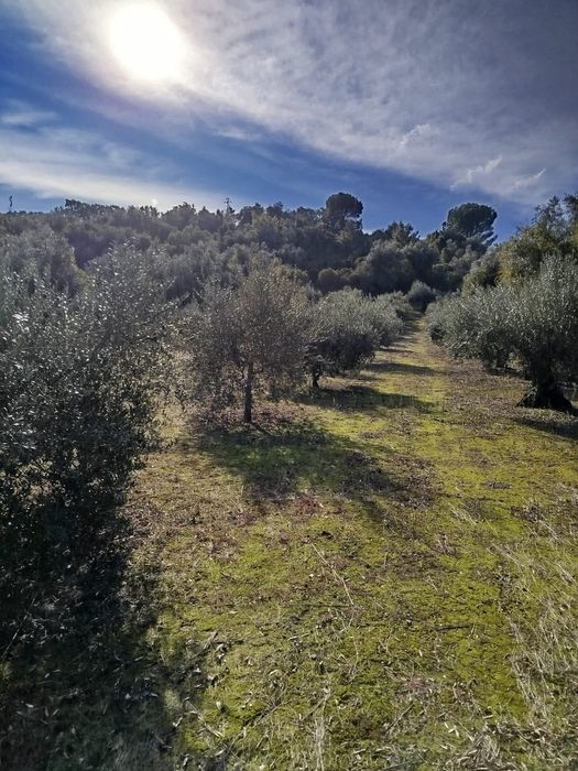 Terreno rústico com 3.000 M2, 50 oliveiras de boa qualidade