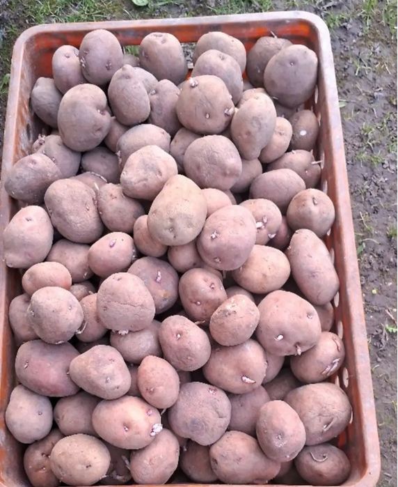 Продаєця картопля