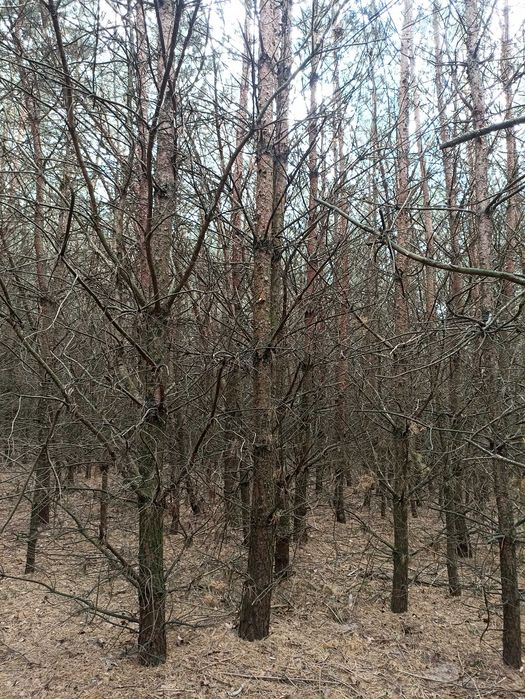 Sprzedam Młody Las 3,10 ha w krasowo - Częstki