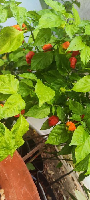 Pimentas Carolina Reaper Frescas