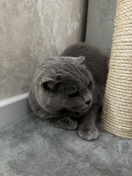 Шотладський кіт Марсік