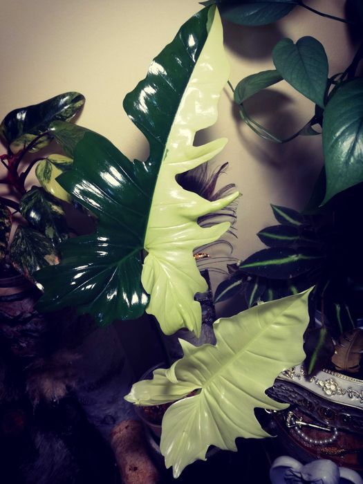Philodendron Gold Dragon Variegata UNIKAT monstera SUPER CENA! Łodyżka