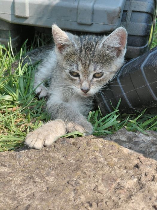 Віддам котика у добрі руки