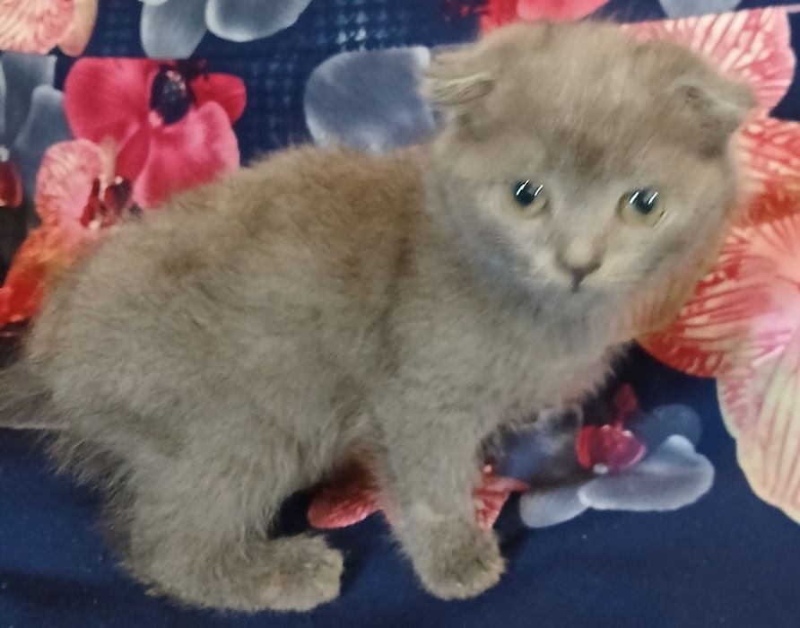 Котенок вислоухий