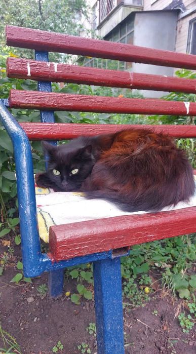 Отдам черную пушистую кошку, 2 года, стерилизована