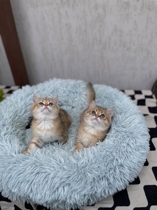 Хлопʼята британської золотої шиншили з Києва