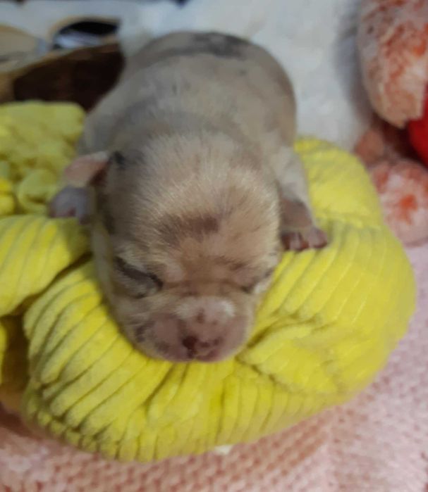 Chihuahua Piesek Beżowo Merle