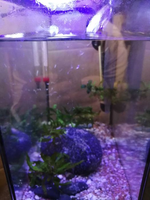 Aquário 14L AquaAtlantis + filtro + termostato + luz (pack completo)