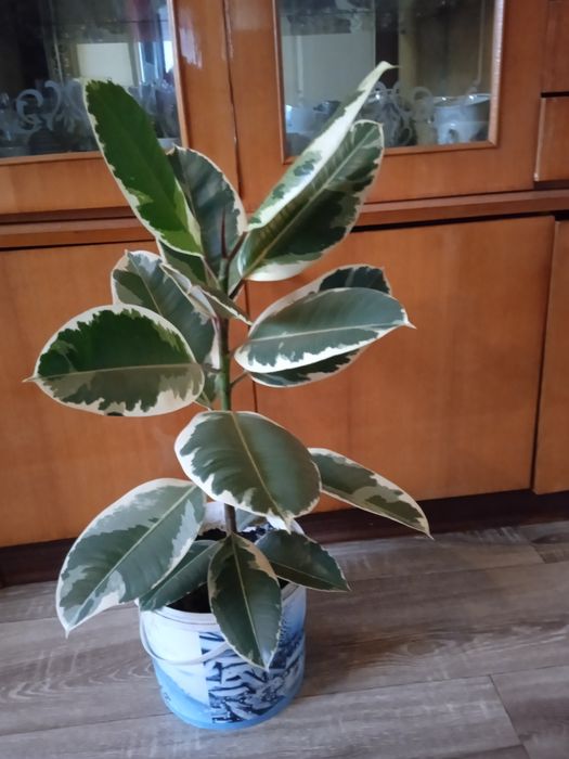 Продам фікус великий